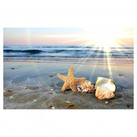 Beachside Shell