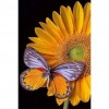 Butterflies and Sunflowers