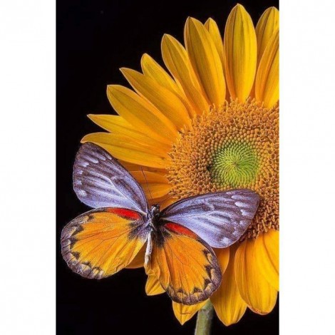 Butterflies and Sunflowers