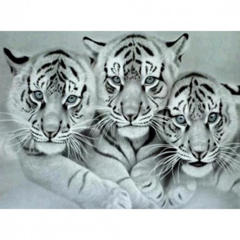 3 Tigers