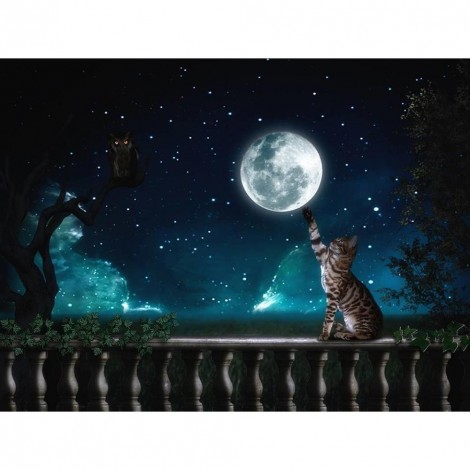Cat Touch Moon