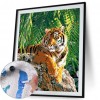 Paint-By-Number Tiger (40*50cm)