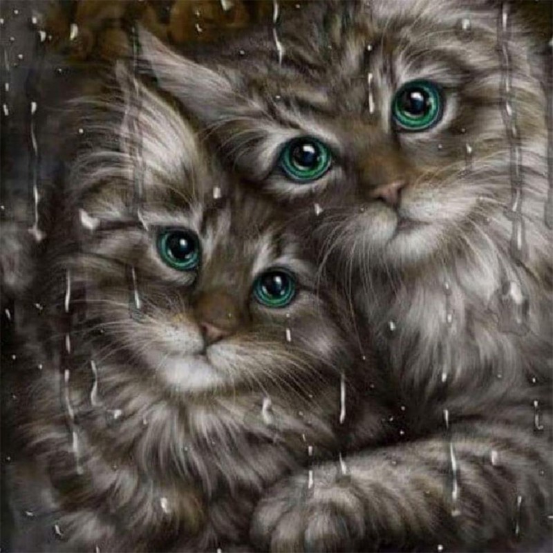 Rainy Cats
