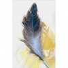 Feather (40*60cm)