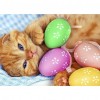 Cat Eggs
